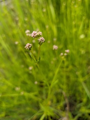 Galium elongatum