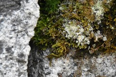 Claopodium bolanderi
