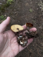 Clitocybe glacialis