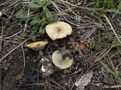 Clitocybe glacialis