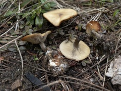 Clitocybe glacialis