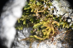 Claopodium bolanderi