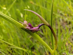 Anacamptis palustris