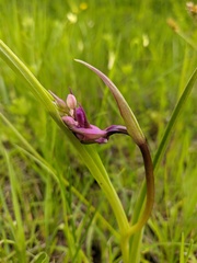 Anacamptis palustris
