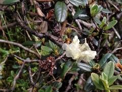 Rhododendron anthopogon