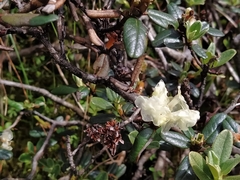 Rhododendron anthopogon