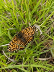 Melitaea cinxia