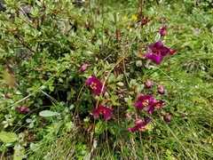 Rhododendron lepidotum