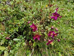 Rhododendron lepidotum