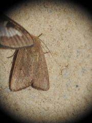 Mythimna sicula