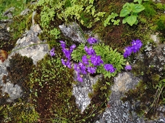 Primula primulina