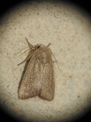 Mythimna sicula