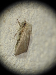 Mythimna sicula