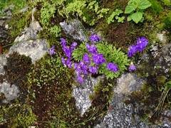 Primula primulina
