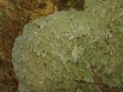 Lecanactis mollis