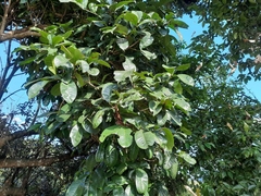 Syzygium tetragonum