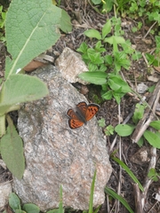 Lycaena panava