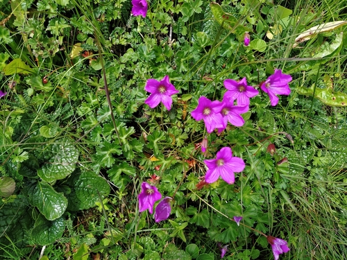 Geranium nakaoanum
