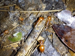 Syntermes molestus