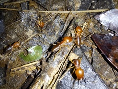 Syntermes molestus