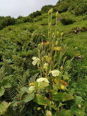 Meconopsis regia