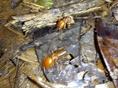 Syntermes molestus
