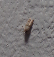 Blastobasis pulchella