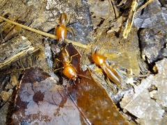 Syntermes molestus