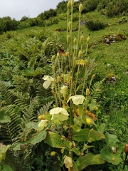Meconopsis regia
