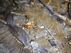 Syntermes molestus