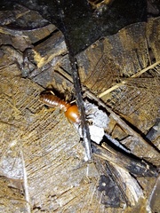 Syntermes molestus