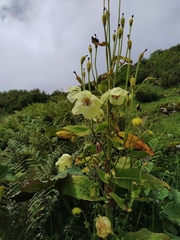 Meconopsis regia