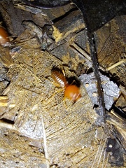 Syntermes molestus