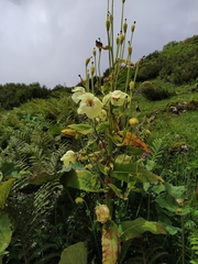 Meconopsis regia