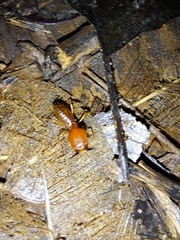 Syntermes molestus