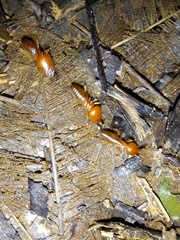 Syntermes molestus