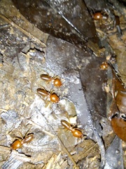 Syntermes molestus