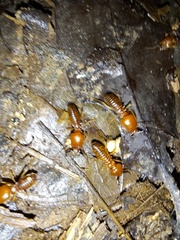 Syntermes molestus