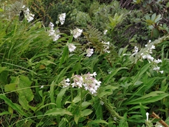 Nardostachys jatamansi