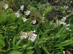 Nardostachys jatamansi