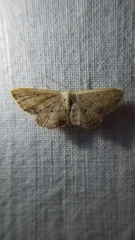 Scopula aemulata