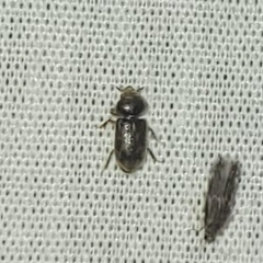 Heterocerus fenestratus