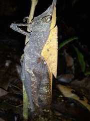 Colpolopha latipennis