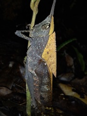 Colpolopha latipennis