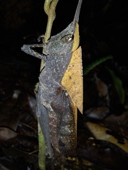 Colpolopha latipennis