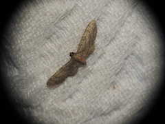Eupithecia haworthiata