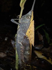 Colpolopha latipennis