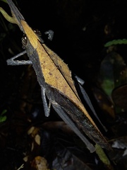 Colpolopha latipennis