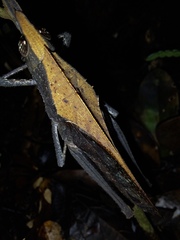 Colpolopha latipennis