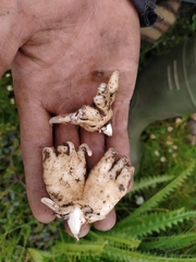 Dactylorhiza hatagirea